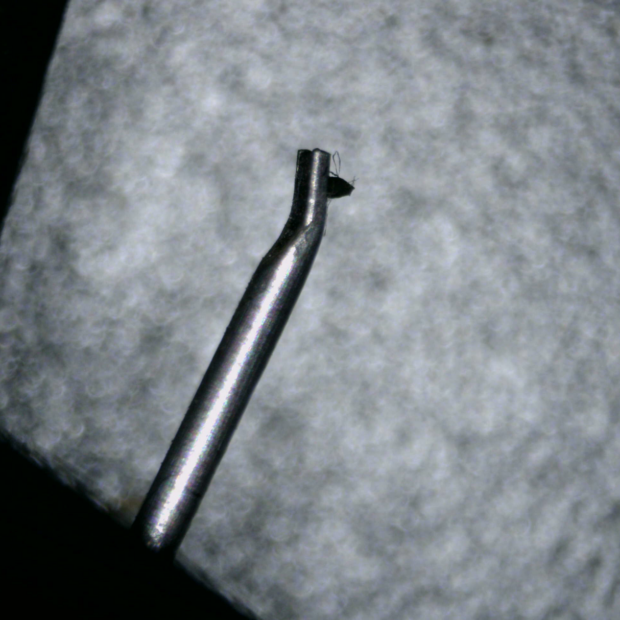 Close up of a used Rega ND3 Moving Magnet Cartridge showing stylus