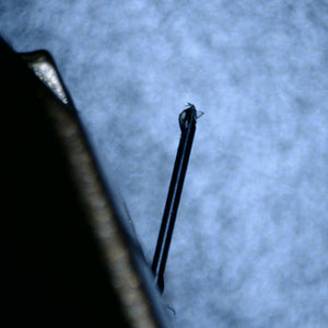 Close up of a used VPI Shyla MC Cartridge showing stylus